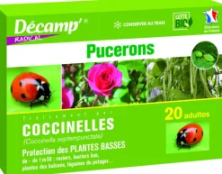 Discount DECAMP Coccinelles Septempunctata 20 adultes