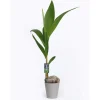 Outlet Coco Nucifera avec cache-pot