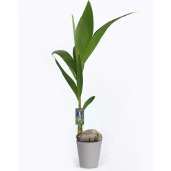 Outlet Coco Nucifera avec cache-pot