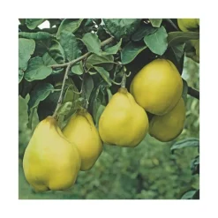 Best BOTANIC® Cognassier Champion. En racine nue, forme gobelet