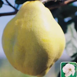 BOTANIC® Cognassier Geant De Vranja. En racine nue, forme gobelet