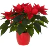 New Composition florale poinsettia - Ø 14 cm