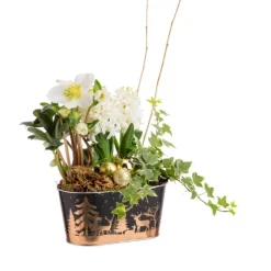 New BOTANIC® Composition helléboreet jacinthe en jardinette zinc décor sapin or