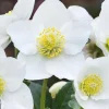 Clearance Composition plante hellebore coloris blanc - 1,5 L