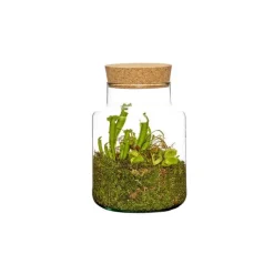 Outlet BOTANIC® Composition verrerie 3 plantes carnivores
