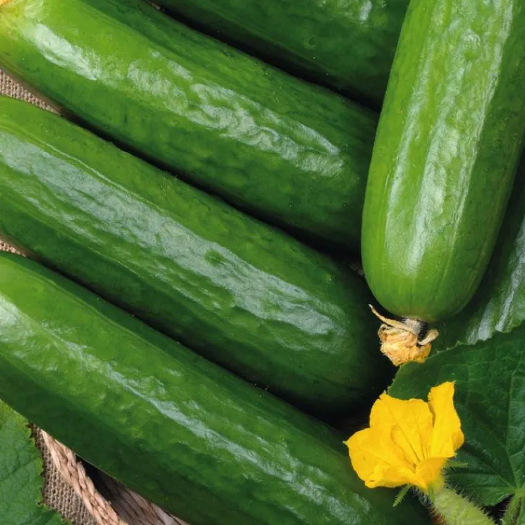 New BOTANIC® Concombre Long Et Lisse Rollinson'S Telegraph Bio. La barquette de 3 plants