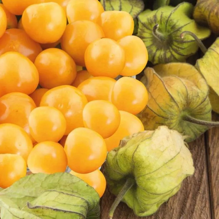 Discount BOTANIC® Coqueret Du Perou Bio. Le pot de 10,5 cm