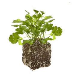 Hot BOTANIC® Coriandre Caribe Bio. La motte de 4x4 cm