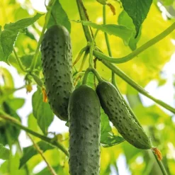 Outlet BOTANIC® Cornichon Hokus Bio. La barquette de 3 plants