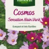 Clearance VILMORIN Cosmos Sensation Nain Varié - graines à semer
