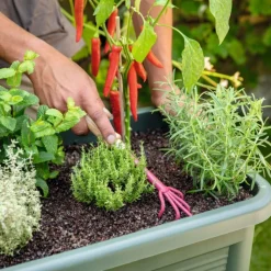 Discount BOTANIC® Cosses de sarrasin - 60 L