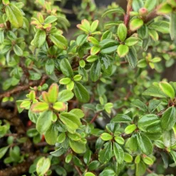 New Cotonéaster Dammeri Coral Beauty vert. Le pot de 1 litre