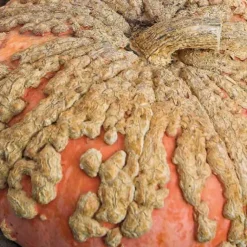 Outlet BOTANIC® Courge Galeuse D'Eysines Bio. Le pot de 10,5 cm