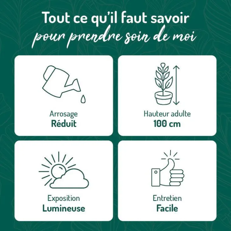 Outlet BOTANIC® Crassula hobbit en pot blanc émaillé H 10 x Ø 15 cm