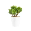 Discount BOTANIC® Crassula hobbit en pot blanc émaillé H 10 x Ø 20 cm