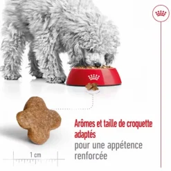 Online ROYAL CANIN Croquette pour chien mature de petite taille - 2 kg