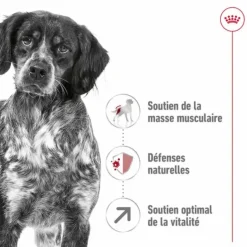 Outlet ROYAL CANIN Croquettes pour chien Medium adulte de + 7 ans - Le sac de 15 kg