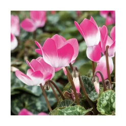 Best BOTANIC® Cyclamen bicolore - Le pot de diamètre 14 cm.