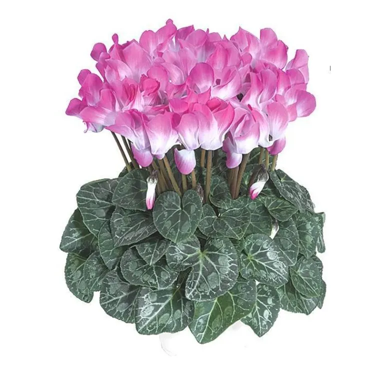 Best BOTANIC® Cyclamen bicolore - Le pot de diamètre 14 cm.