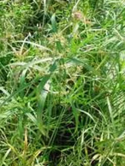 Discount Cyperus Alternifolius pot Ø14xH55 cm