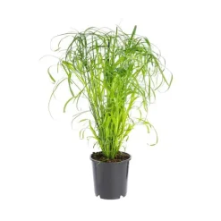 Discount Cyperus Alternifolius pot Ø14xH55 cm
