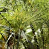 Hot BOTANIC® Cyperus papyrus
