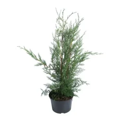 Outlet BOTANIC® Cyprès de Leyland (CUPRESSOCYPARIS LEYLANDI FASTIGIÉ), en pot de 3 litres