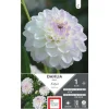 Online ERNEST TURC Dahlia balle Evelyne blanc pointe mauve Evelyne - 1 bulbe
