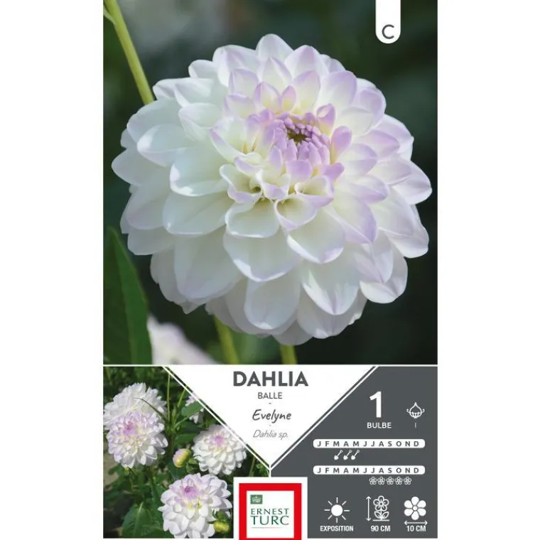 Online ERNEST TURC Dahlia balle Evelyne blanc pointe mauve Evelyne - 1 bulbe