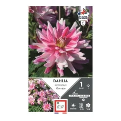 New ERNEST TURC Dahlia bn friandise rose strié blanc - 1 bulbe