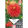 ERNEST TURC Dahlia cactus dentelle Show h' Tell rouge / jaune - 1 bulbe