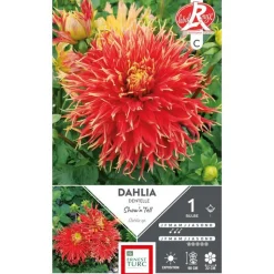ERNEST TURC Dahlia cactus dentelle Show h' Tell rouge / jaune - 1 bulbe