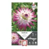 Online ERNEST TURC Dahlia cactus Hayley blanc pointe rose - 1 bulbe