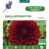 Best BOTANIC® Dahlia décoratif Arabian Night bio rouge - 2 bulbes