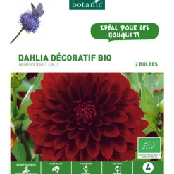 Best BOTANIC® Dahlia décoratif Arabian Night bio rouge - 2 bulbes