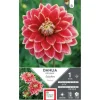 Outlet ERNEST TURC Dahlia décoratif Caballero rouge bord jaune - 1 bulbe