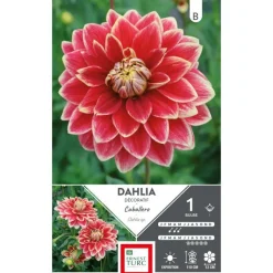 Outlet ERNEST TURC Dahlia décoratif Caballero rouge bord jaune - 1 bulbe