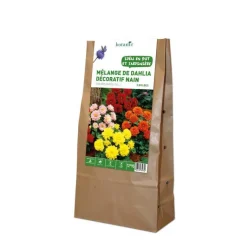 Sale BOTANIC® Dahlias nains multicolores en mélange - 5 tubercules