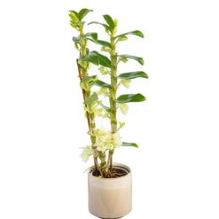 New BOTANIC® Dendrobium nobilé 2 branches avec cache-pot Ø 12 cm