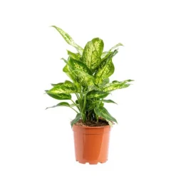 Best Dieffenbachia Crown pot Ø24xH80 cm