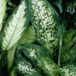 Discount Dieffenbachia Tropic Snow pot Ø24xH100 cm