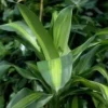Hot Dracaena Fragrans Massangeana 3 PP pot Ø24xH135 cm