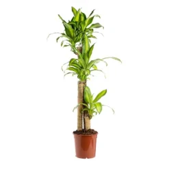 Hot Dracaena Fragrans Massangeana 3 PP pot Ø24xH135 cm