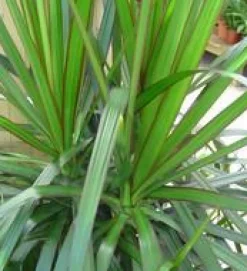 Dracaena Marginata