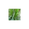 Best Dracaena Marginata 115 cm. Le pot de 21 cm