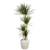 New Dracaena marginata 4 tiges et son pot Classico premium Ø 35 blanc