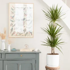 Online BOTANIC® Dracaena marginata 'Bicolor' 3 pieds vert en pot blanc émaillé . Le pot Ø 24 cm