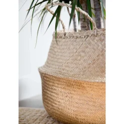 Discount Dracaena Marginata H 140 cm en pot de 24 cm