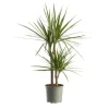 Outlet Dracaena marginata vert avec 2 tiges en pot - 60 à 70cm de hauteur
