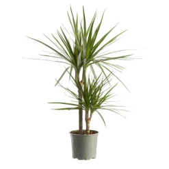 Outlet Dracaena marginata vert avec 2 tiges en pot - 60 à 70cm de hauteur
